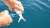 Cuda Titanium Nitride Bonded Snips