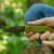 SOG Altair XR - Field Green