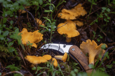 Brusletto Vedalen Svampkniv med Borste