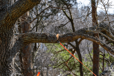 Nordic Pocket Saw - The Arborist V.2 Throw Saw