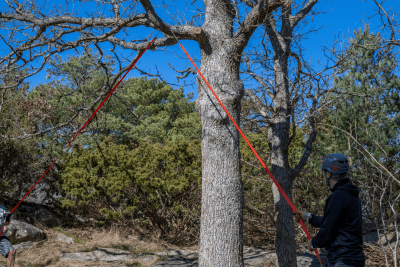 Nordic Pocket Saw - The Arborist V.2 Throw Saw